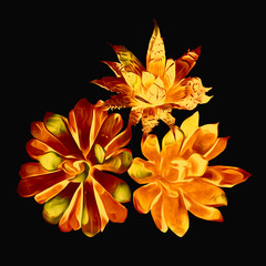 Fototapeta premium Succulent in variations, template.