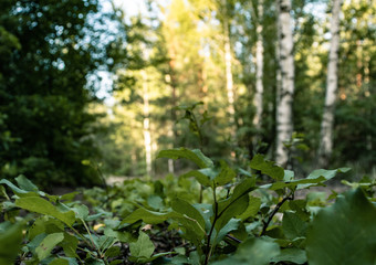 Nature green forest grass close up backround. Colorful forest ground grass.