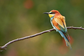 Bee-eater on branch (Merops apiaster)
