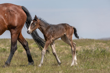 Naklejka na ściany i meble Wild horse Mare and Foal in Utah in Spring