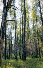 Forest dark birch trees. Sunrise in the forest. Backlight forest. Sunrise forest color.