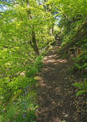 a narrow path through vibrant green spring woodland along the side of a steep valley surrounded by ferns and bluebells