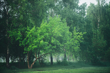 Atmospheric foggy landscape with beautiful lush green foliage. Mist among trees in woodland in early morning. Haze in woods. Fog on edge of forest. Wonderful misty scenery. Natural green background.