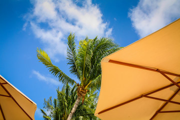 Obraz na płótnie Canvas looking up at the underside of two cream parasols and a palm tree before a blue sky with fluffy clouds tropical vacation