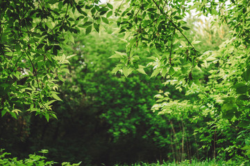 Scenic natural green background in blur behind vivid thickets in sunlight. Beautiful bushes in bokeh behind colorful leaves close-up. Blurred backdrop from rich greenery in sunny day with copy space.