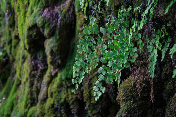 Water dripping from the walls of Hamilton Pool covered with moss and plants