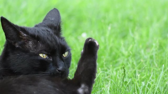 chat noire 