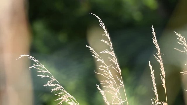 herbe