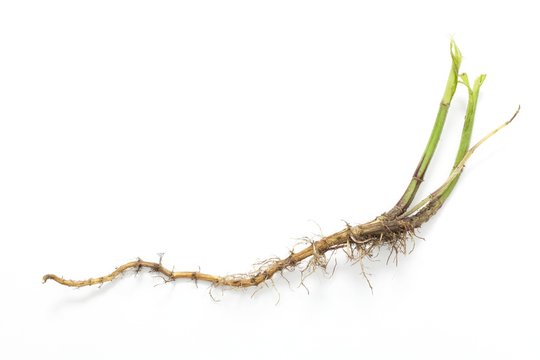 Nettle root (urtica dioica)