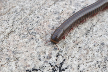 Narceus americanus is a large millipede of eastern North America. Common names include American giant millipede, worm millipede, and iron worm.