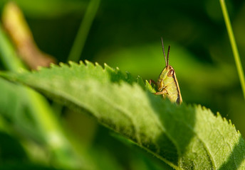 Big green grasshopper on the leaves