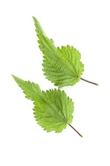 Nettle leaves (urtica dioica)