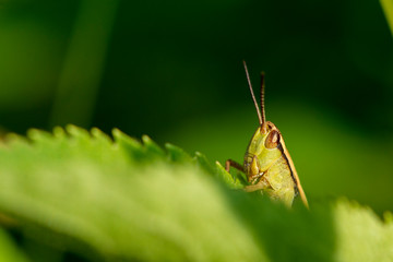 Big green grasshopper on the leaves