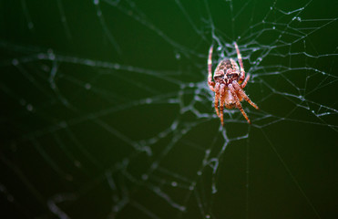 spider climbs on the web.