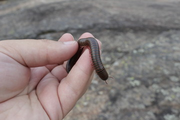 Narceus americanus is a large millipede of eastern North America. Common names include American...