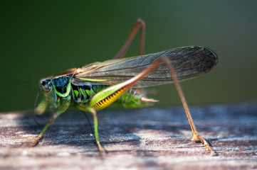 grasshopper on the macro Board
