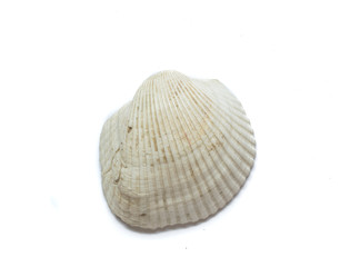 Fototapeta na wymiar Sea shell isolated on white background