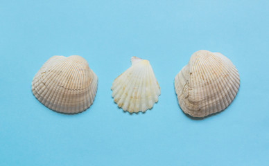 Various sea shells on light blue background