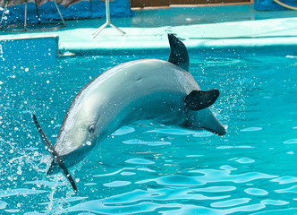 dolphin jumps out of the water