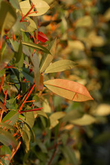 colorful leaves on a bush as background