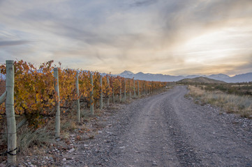 Viñedo en otoño