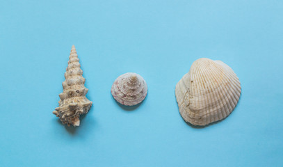 Various sea shells on light blue background