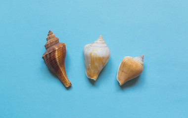 Various sea shells on light blue background