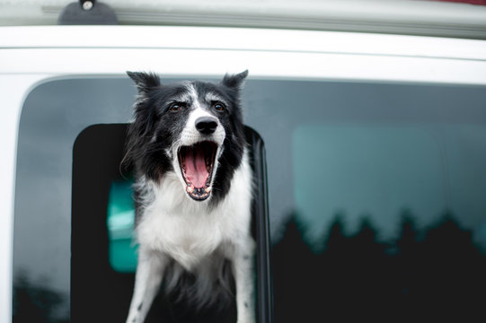 Dog Barking from Car Window. Old Black and White Border Collie Looking out of Window.