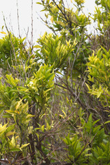 Branches of a sick orange tree