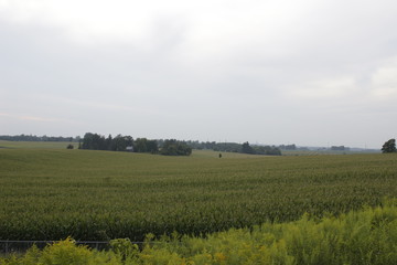 Corn and wheat field under the blue sky in Southern Ontario, Canada, fenced by the trees