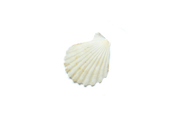Sea shell isolated on white background