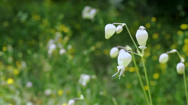 Bladder campion in a windy day