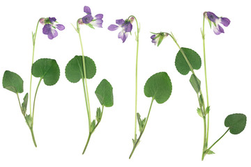 Pressed and dried flowers violets, isolated on white