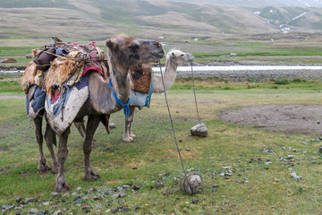 Two camels wating for a job. Altai Tavan Bogd National Park, Bayan-Ulgii Province, Mongolia.