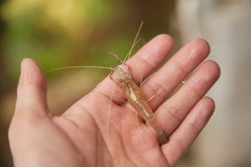  small living shrimp in man's hand