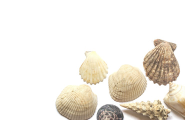 Various sea shells isolated on white background