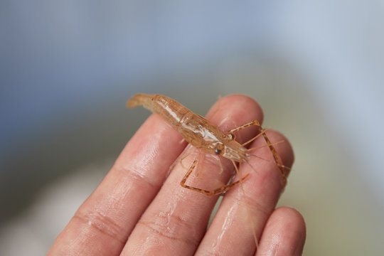  small living shrimp in man's hand