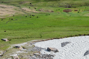 Western Mongolia mountainous landscape. View at Tsaagan Gol River and livestock grazing at alpine...
