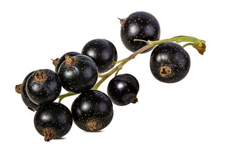 Fresh black-currants isolated on white background with clipping path