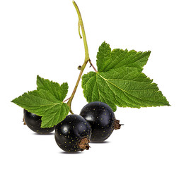 Fresh black-currants isolated on white background with clipping path