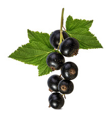 Fresh black-currants isolated on white background with clipping path