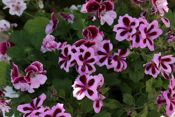 Beautiful bright garden geranium flowers in pot