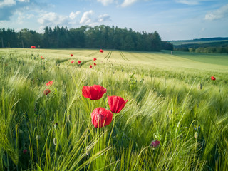 On the edge of a barley field are poppy plants. It is early summer, the sun is shining and the sky...