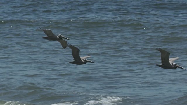 Handheld, medium close up shot of three pelicans flying just above the water.