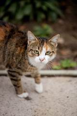 Funny homeless gray cat.