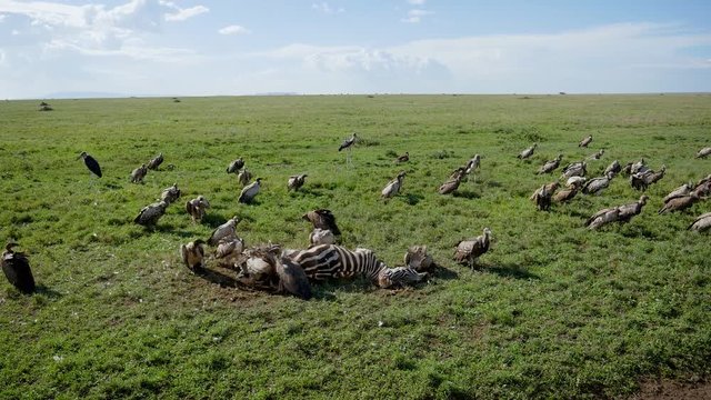 Flock Of Vultures Eat Carrion From Carcass Of A Killed Zebra In African Plain
