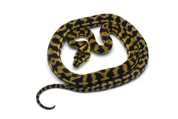 Naklejka premium The carpet tree python isolated on white background