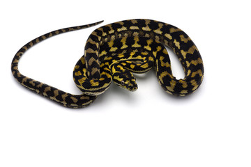 The carpet tree python isolated on white background