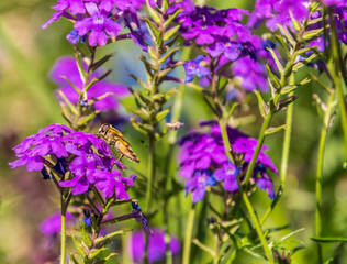 Syrphidae in its natural state sits on a purple flower on summer day.