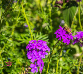 Syrphidae in its natural state sits on a purple flower on summer day.
